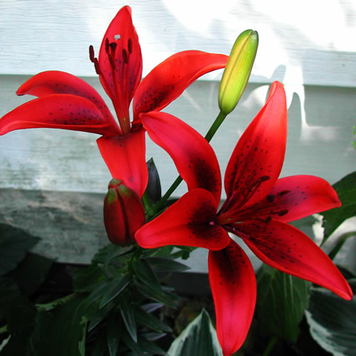 Lilium Blackout